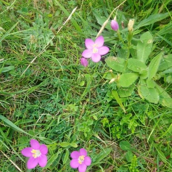 Centaurium scilloides Цвят