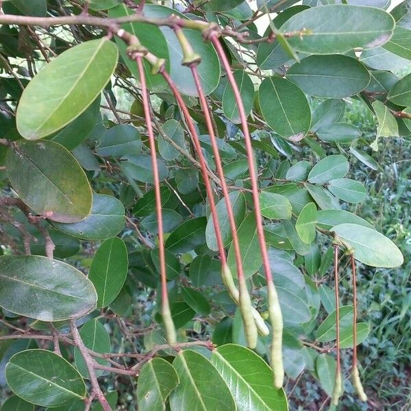 Capparis flexuosa Плод