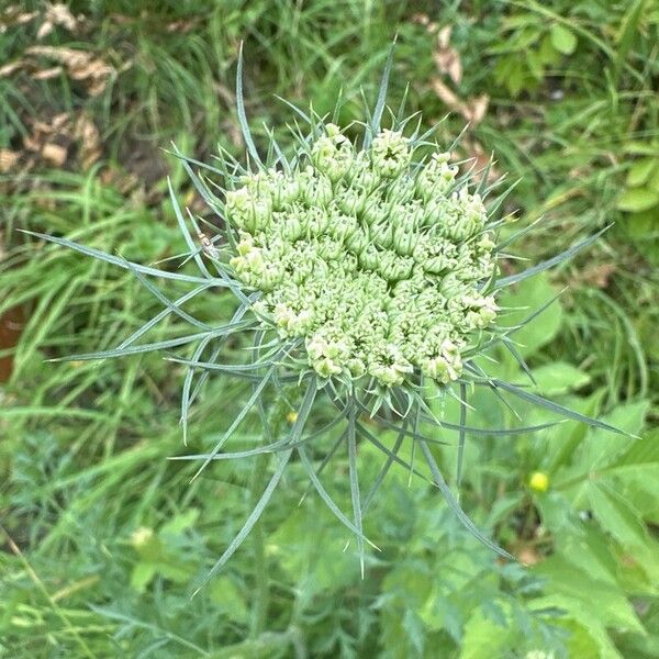 Daucus carota ফুল