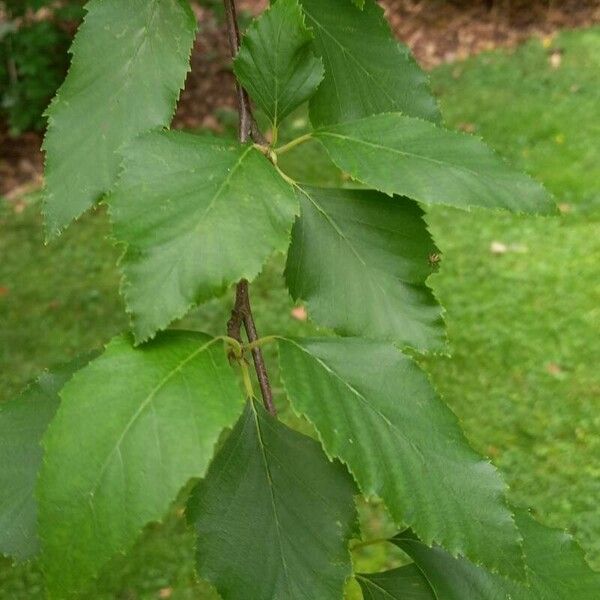 Betula nigra 葉