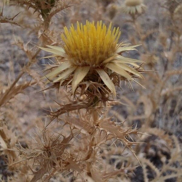 Carlina corymbosa Flower