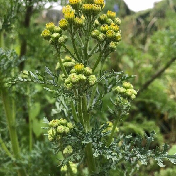 Jacobaea vulgaris Кветка