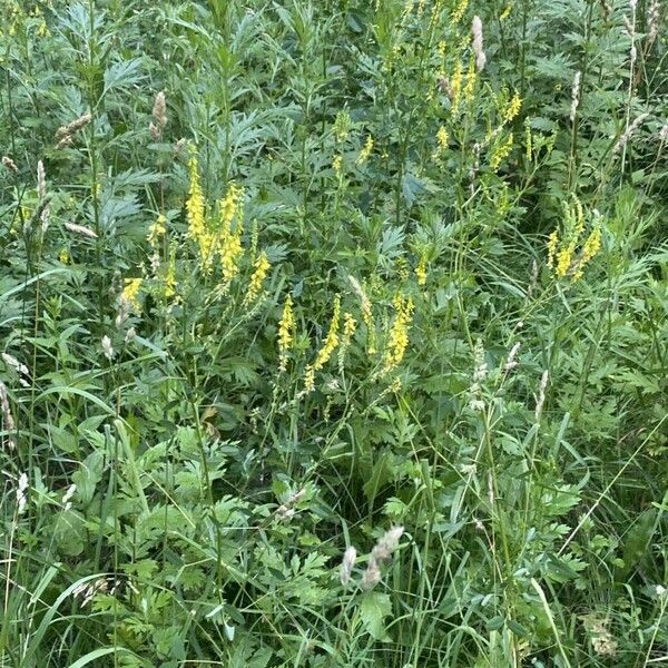 Melilotus officinalis Celota