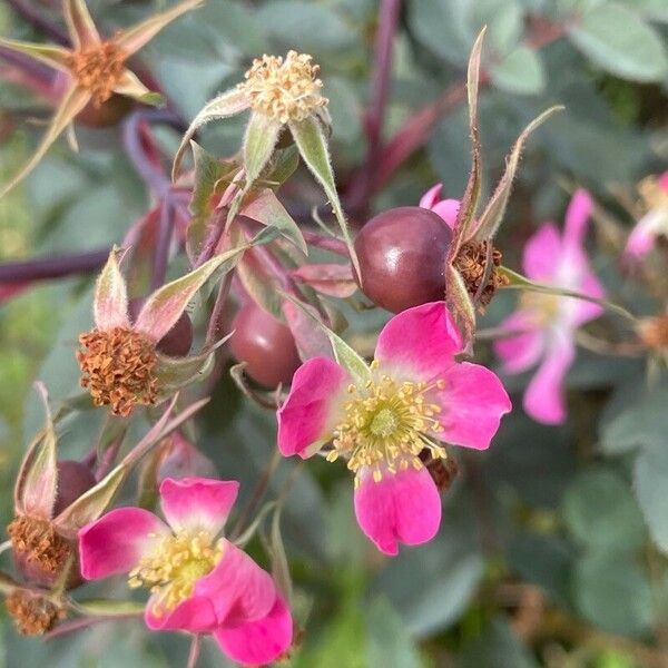 Rosa glauca Frukt