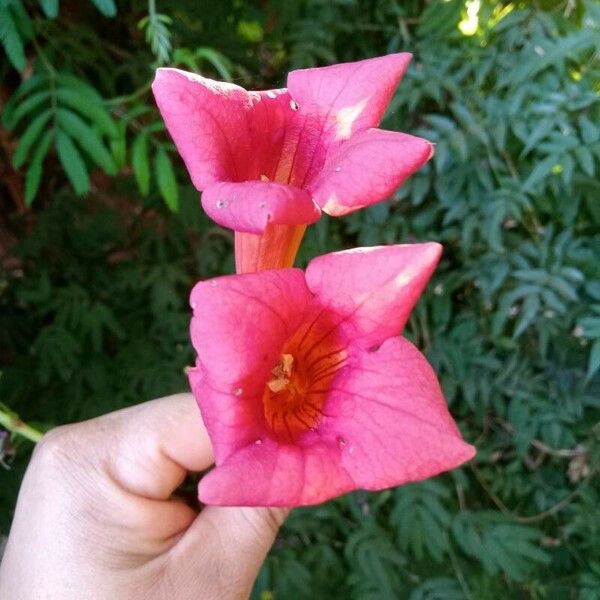 Campsis radicans Fiore