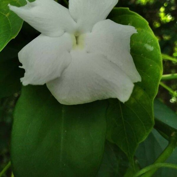 Thunbergia fragrans Blomst