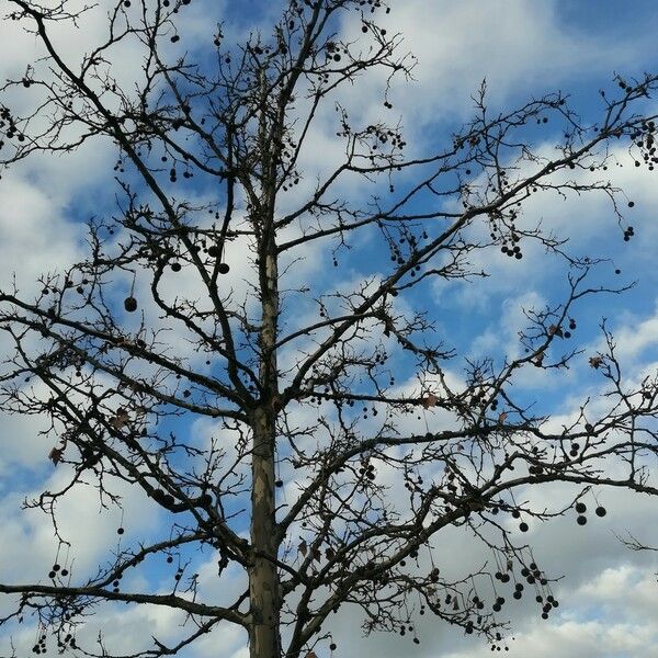 Platanus racemosa Bark