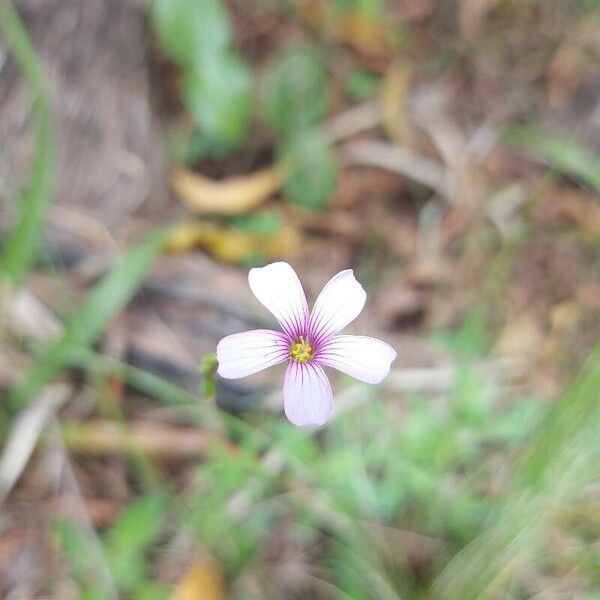 Oxalis hispidula Кветка