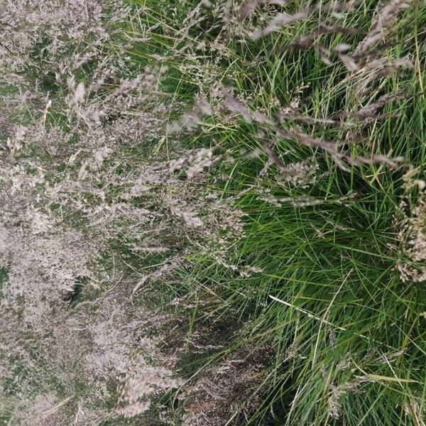 Deschampsia cespitosa Fuelha