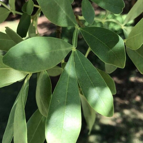 Schrebera alata Blatt