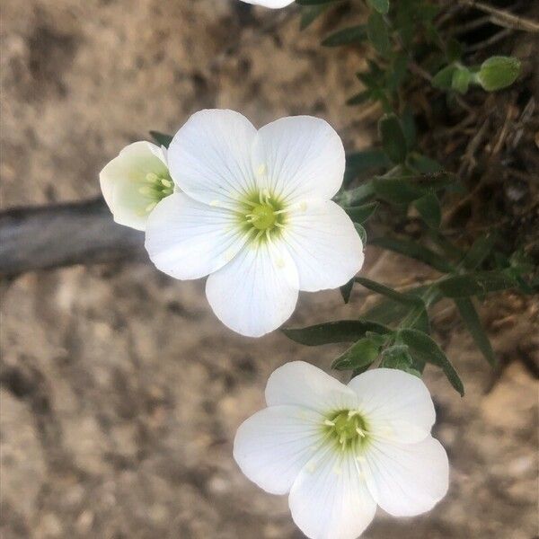 Arenaria montana Flor