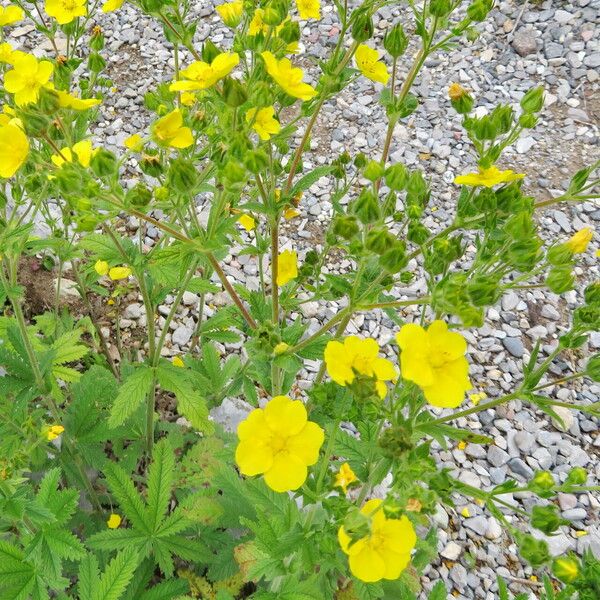 Potentilla recta Çiçek