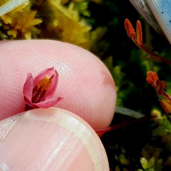 Vaccinium oxycoccos Flower