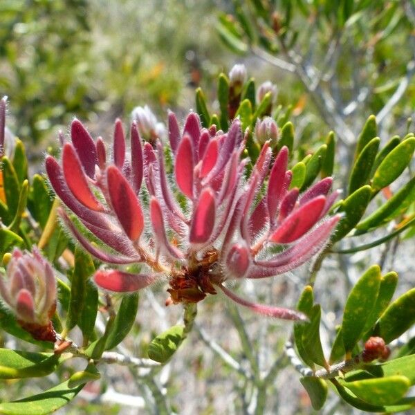 Melaleuca brevisepala ശീലം