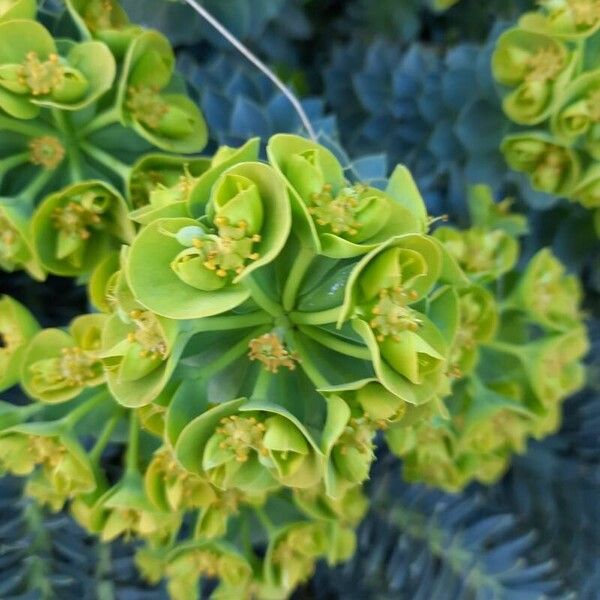 Euphorbia myrsinites Flower