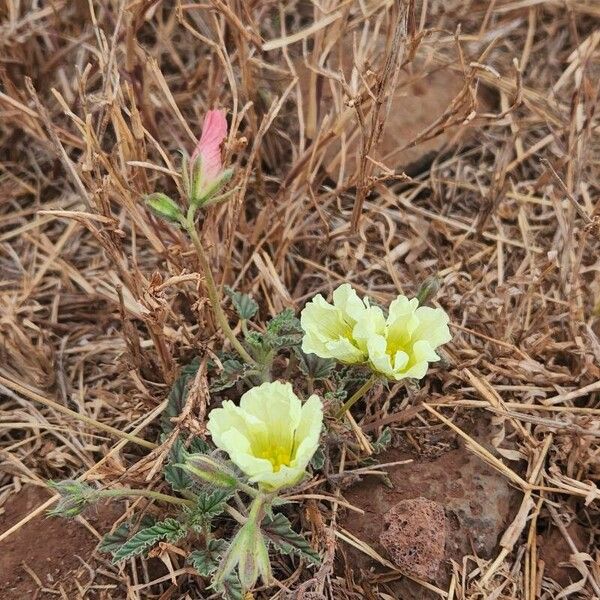 Monsonia longipes Natur