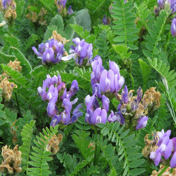 Astragalus danicus Leaf