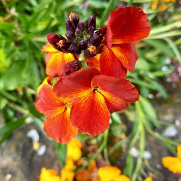 Erysimum × cheiri Blomma