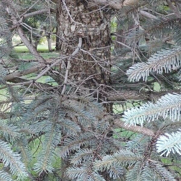 Abies lasiocarpa 樹皮