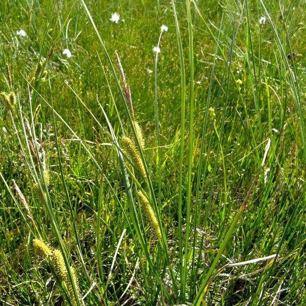 Carex rostrata Other