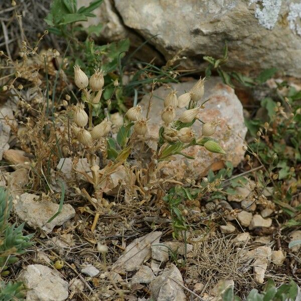 Silene conica Frukt