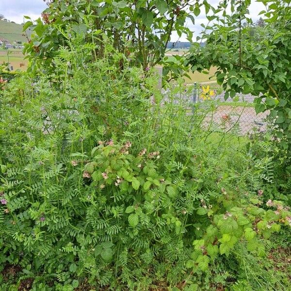 Vicia sativa Habit