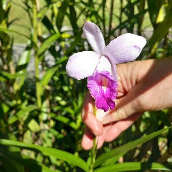 Arundina graminifolia ᱥᱟᱠᱟᱢ