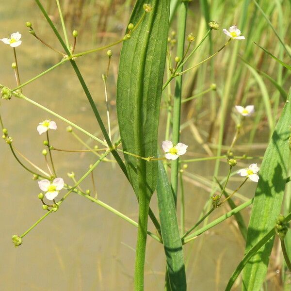 Alisma lanceolatum 葉