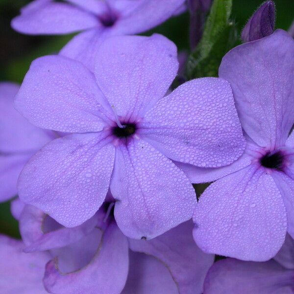 Eranthemum purpurascens Flower