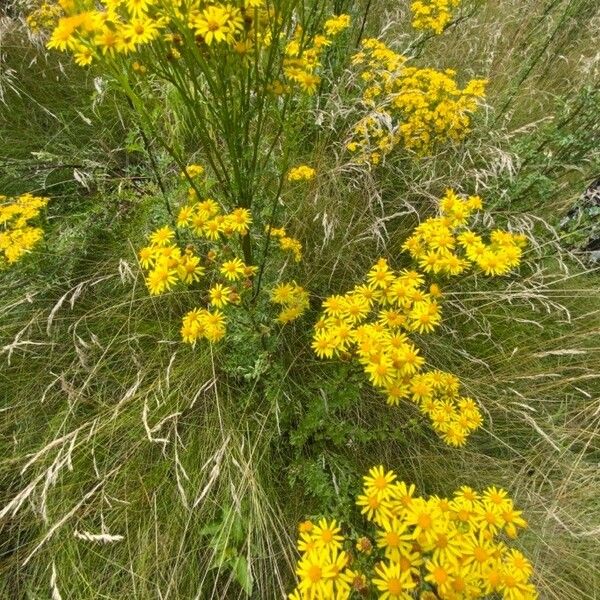 Jacobaea vulgaris Habit