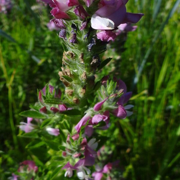 Ononis arvensis Flower