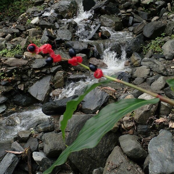 Cautleya gracilis Habit