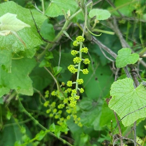 Vitis girdiana Fruit