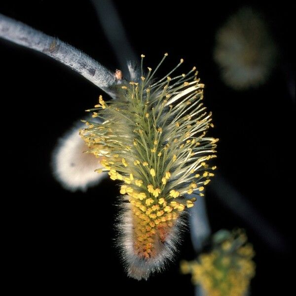 Salix x sericans Квітка