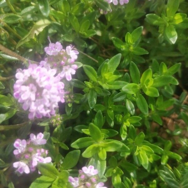 Thymus longicaulis Lehti