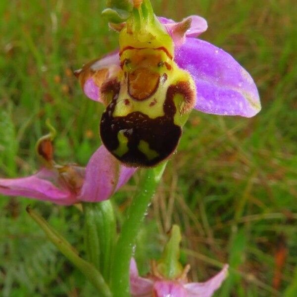 Ophrys apifera ᱵᱟᱦᱟ