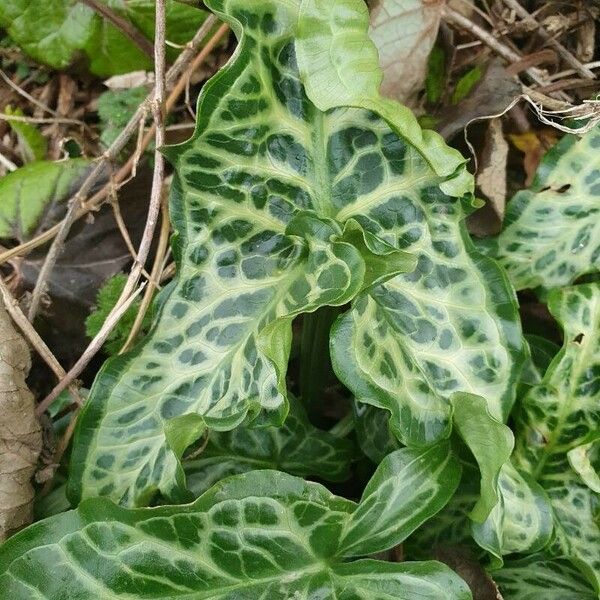 Arum italicum Лист