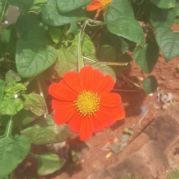 Tithonia rotundifolia Blodyn