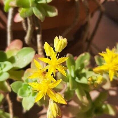 Sedum palmeri Fiore