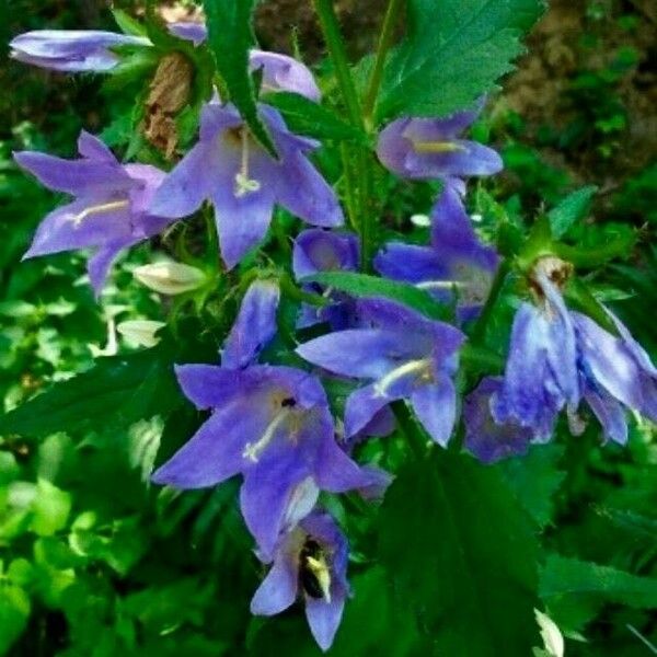 Campanula trachelium Cvet