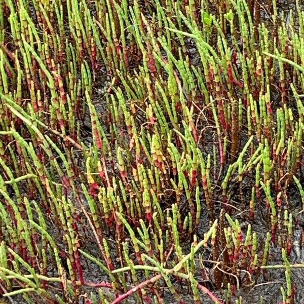 Salicornia bigelovii Лист