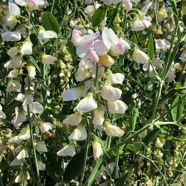 Lathyrus odoratus 花