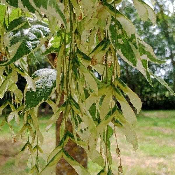 Acer negundo Fruit