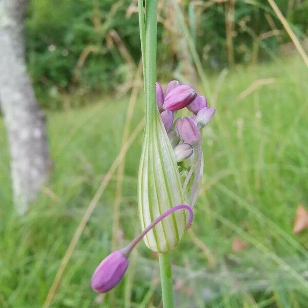 Allium carinatum Floare