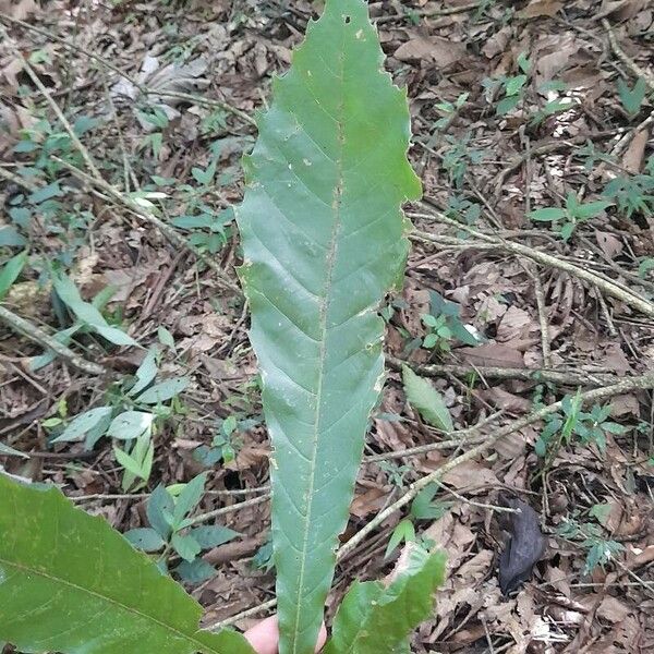 Quercus lancifolia 叶