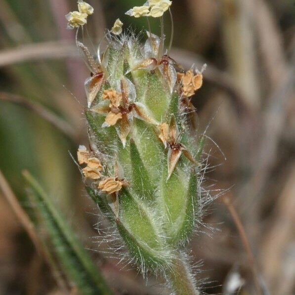 Plantago bellardii Flors