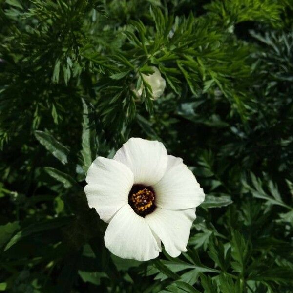 Hibiscus cannabinus ᱵᱟᱦᱟ