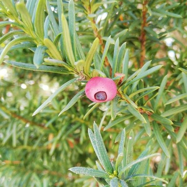 Taxus baccata Frucht