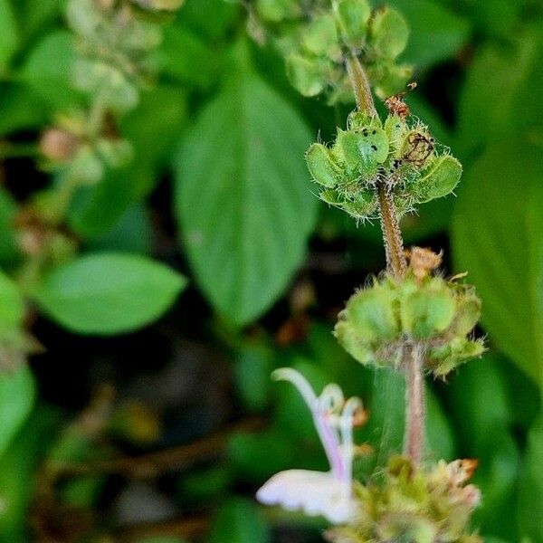 Ocimum americanum 花