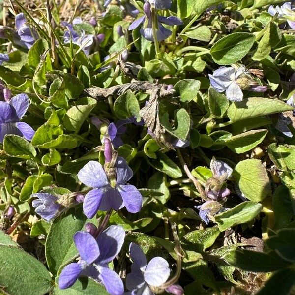 Viola adunca Flower